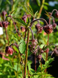 Geum rivale